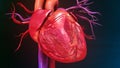 Human Heart